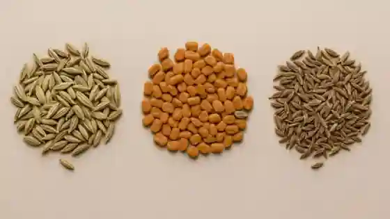 شكل وصورة حبة الحلاوة مع الحلبة والنافع اعرف الفرق بينهم بسهولة